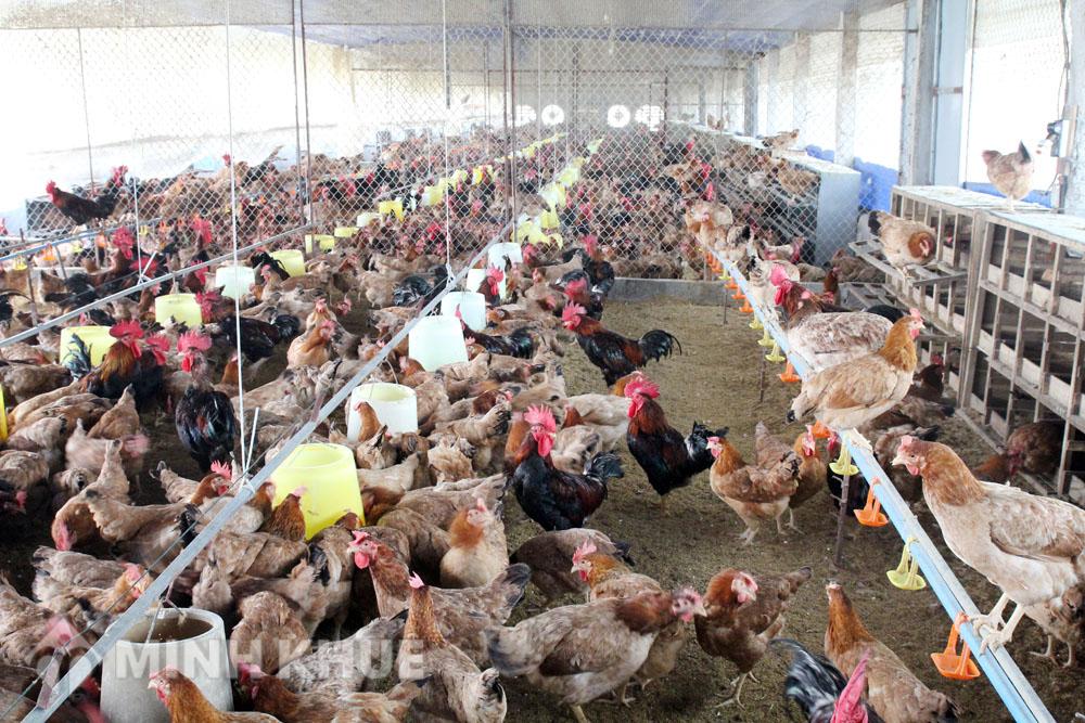 Quy định xử phạt chăn nuôi trong khu dân cư