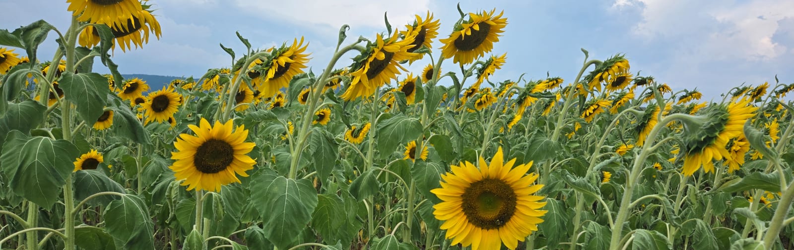 A wide field of tall yellow sunflowers facing the sky under partly cloudy blue skies.