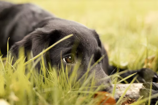 Transforme o Comportamento do Seu Animal com Treino Positivo