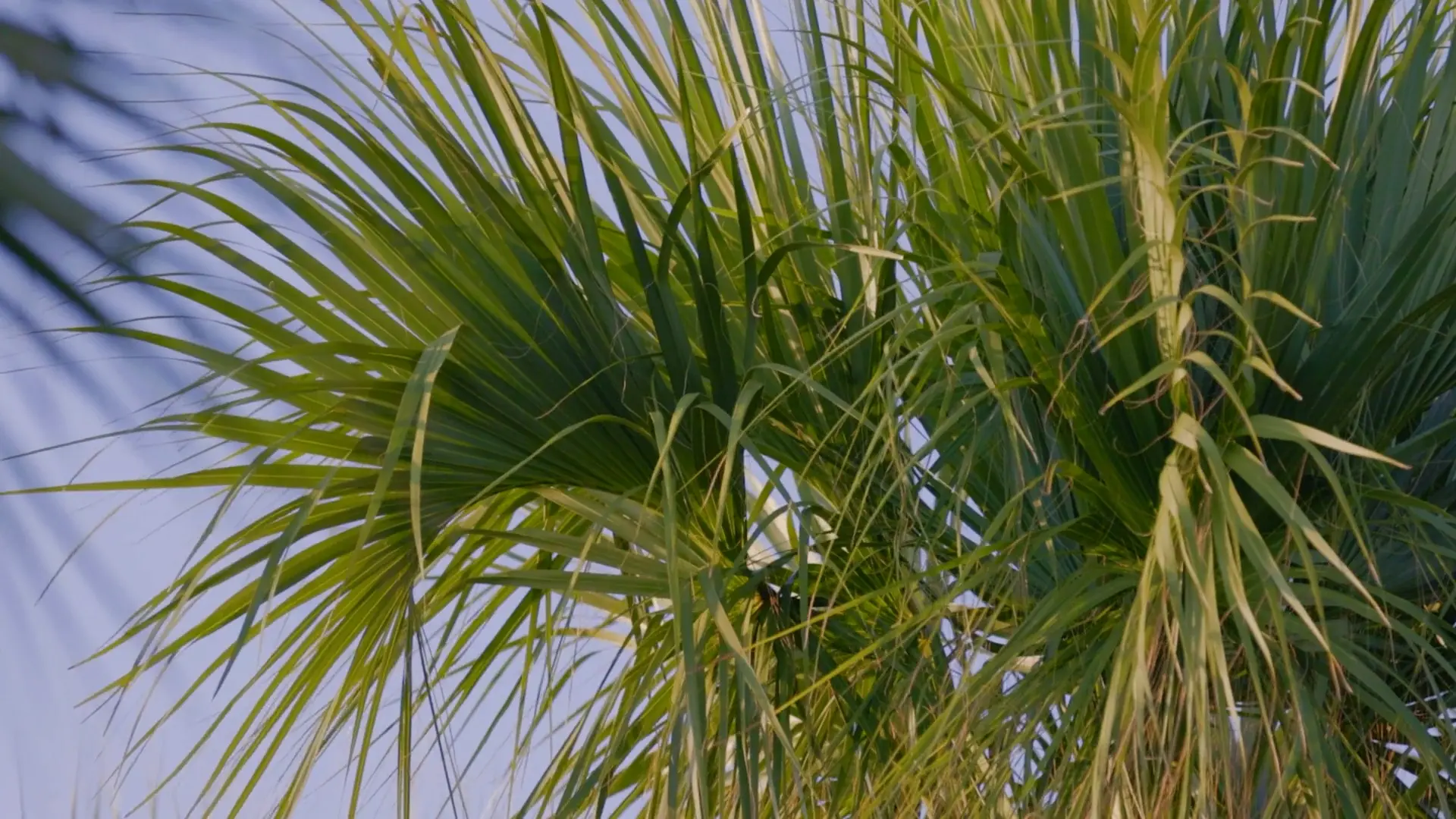 close up of palm frawns