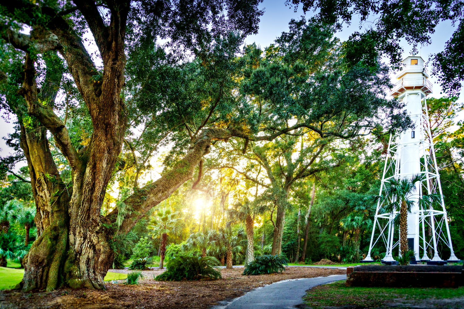 tall white lighthouse between oak trees and sun shining through
