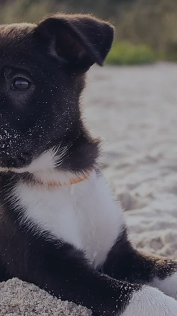 Masthead pet friendly
