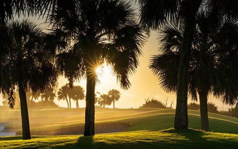 Pd palmtreesandsunhole10 websmall