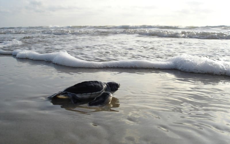 Turtletosea
