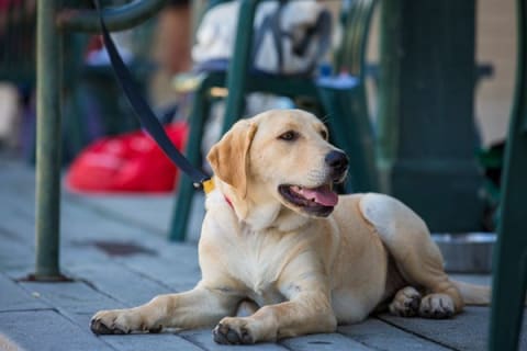 Petfriendly