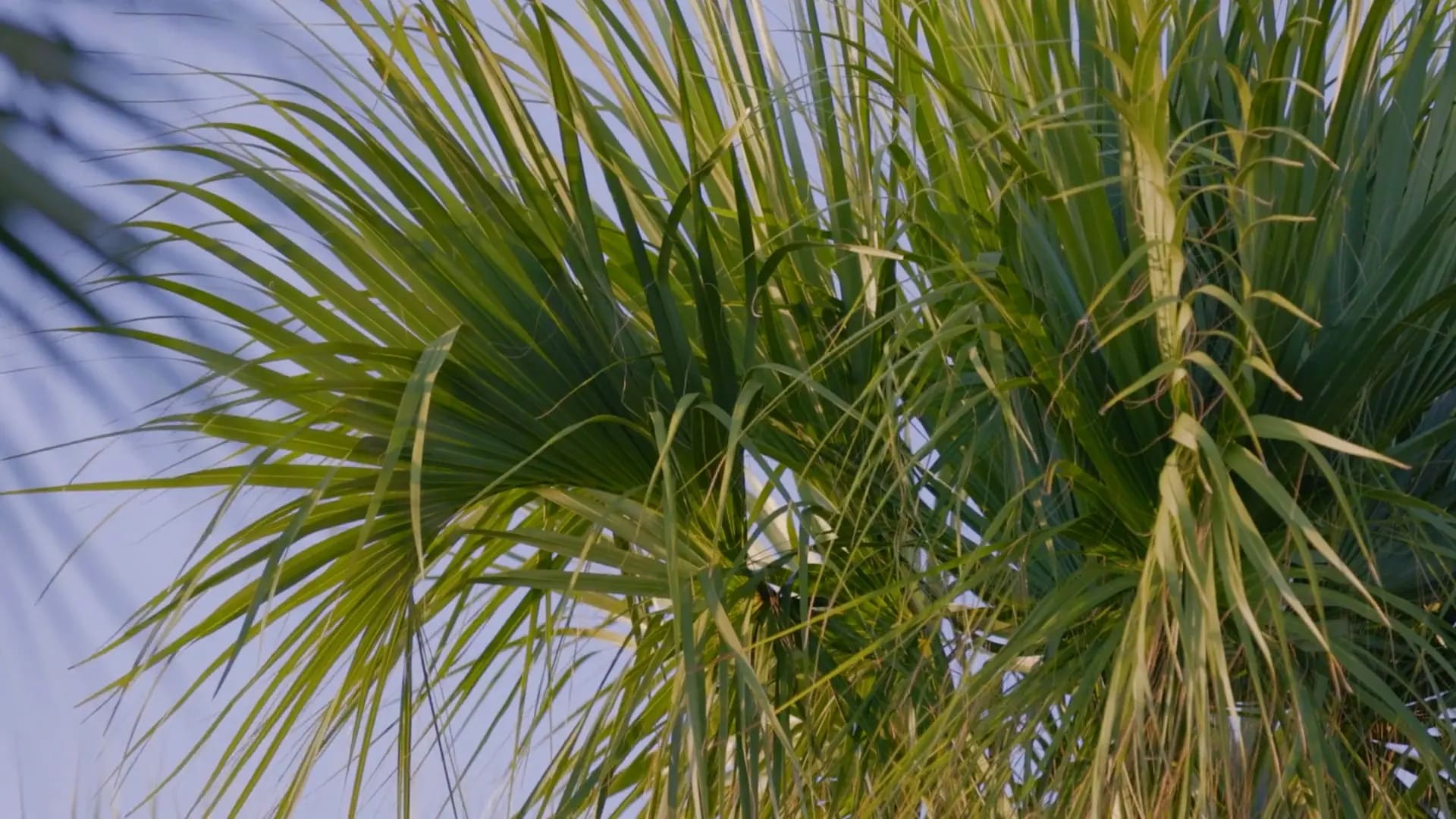 close up of palm frawns