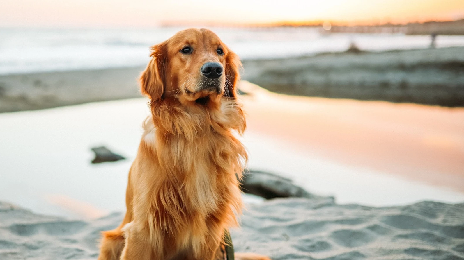 Pets on the Beach