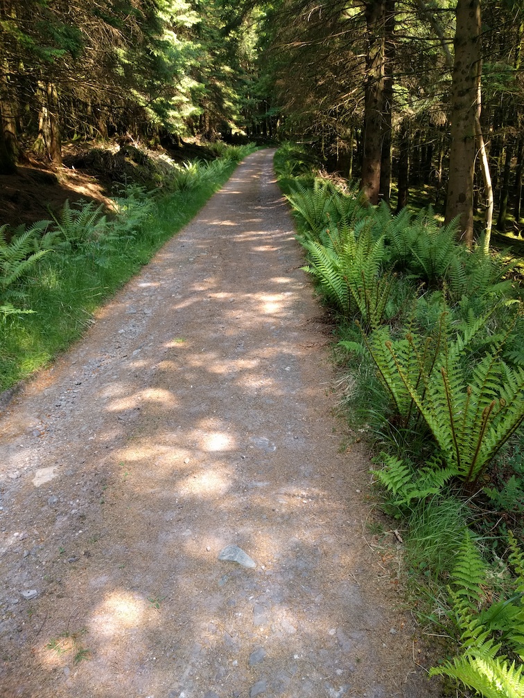 a run through some trees