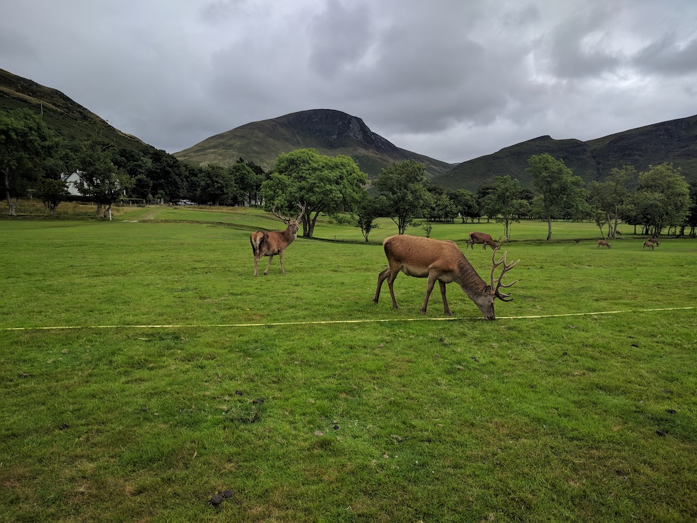 stags at lochranza