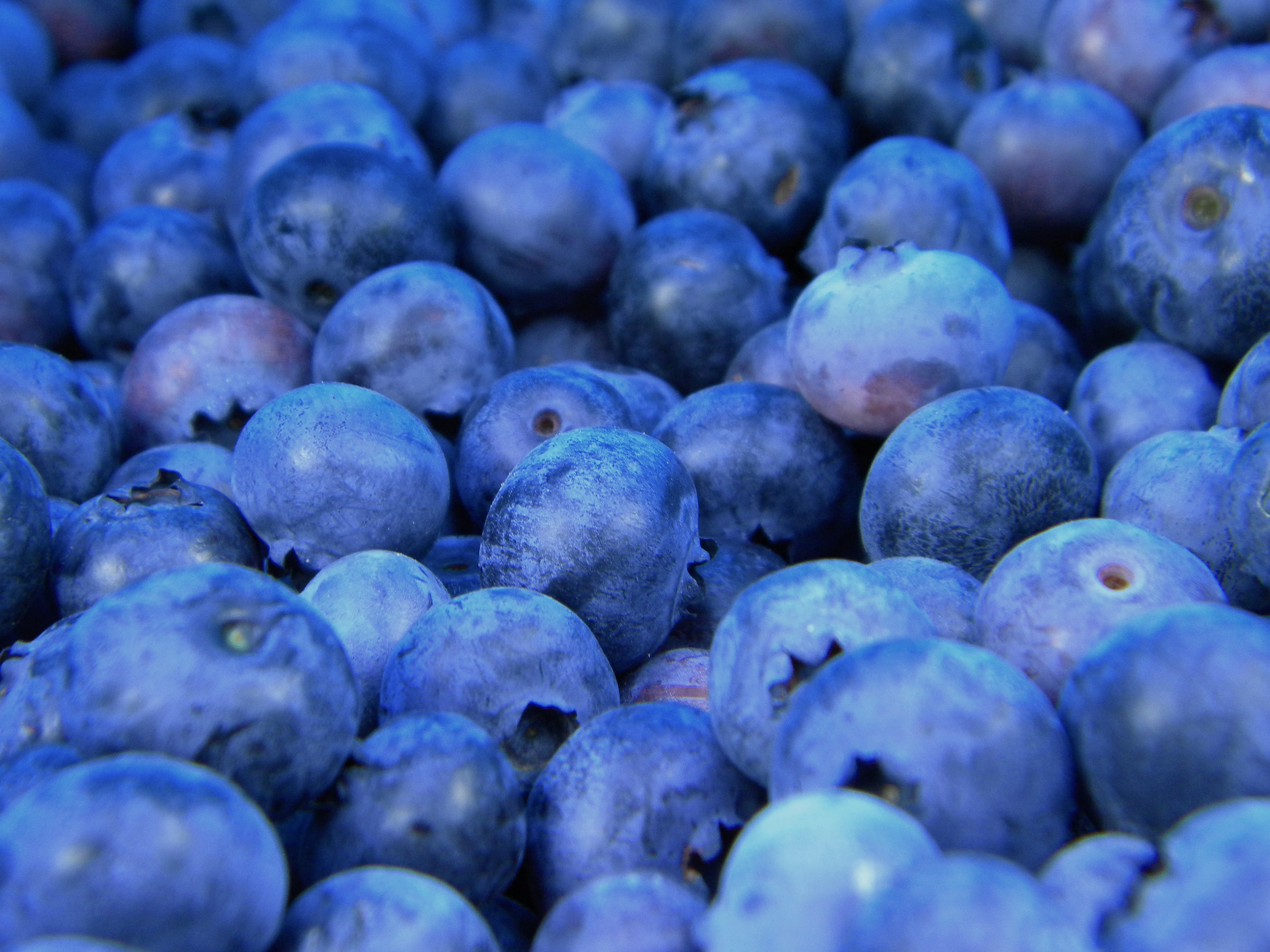 Blueberrie close-up