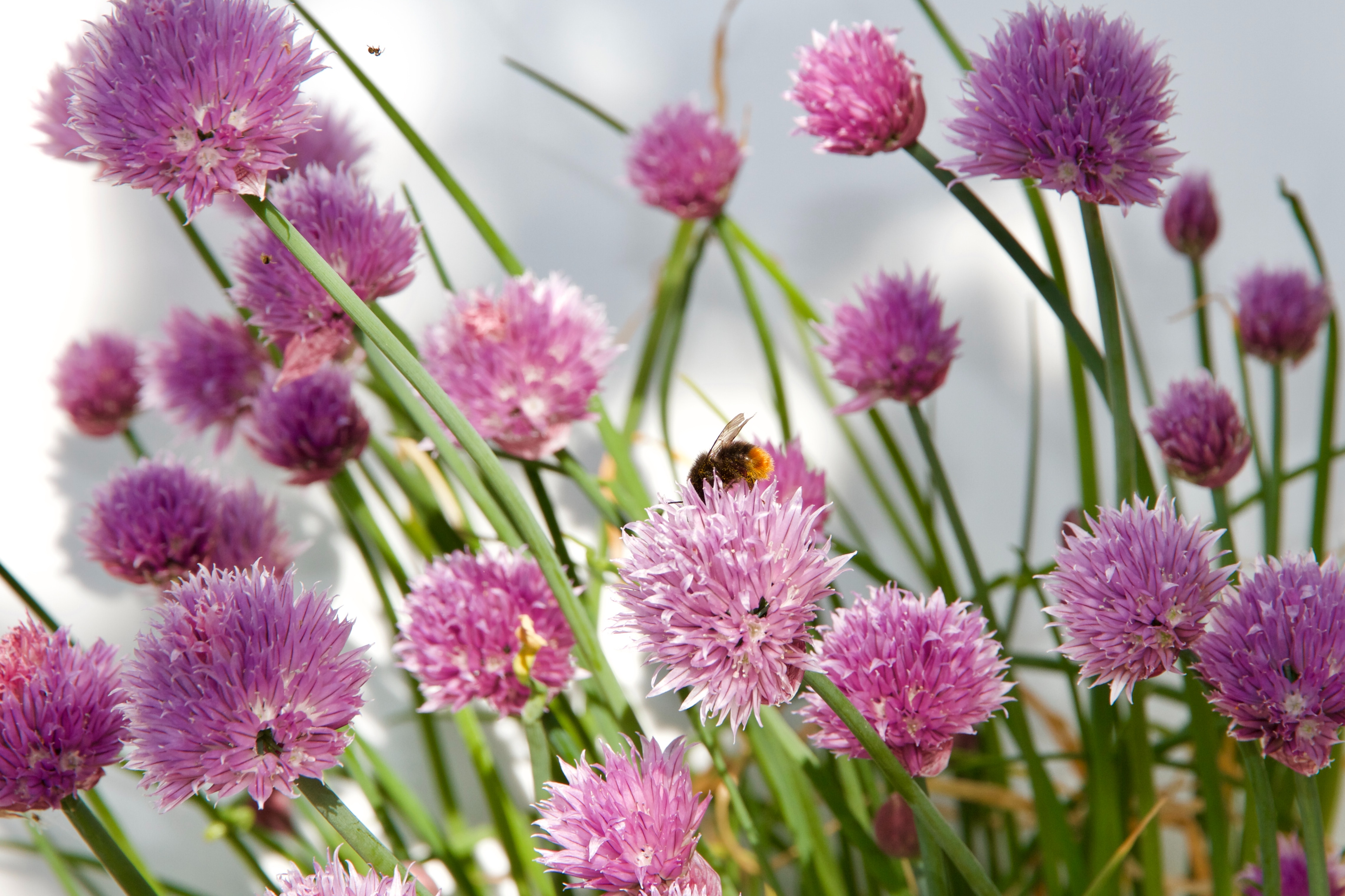 Clover flowers