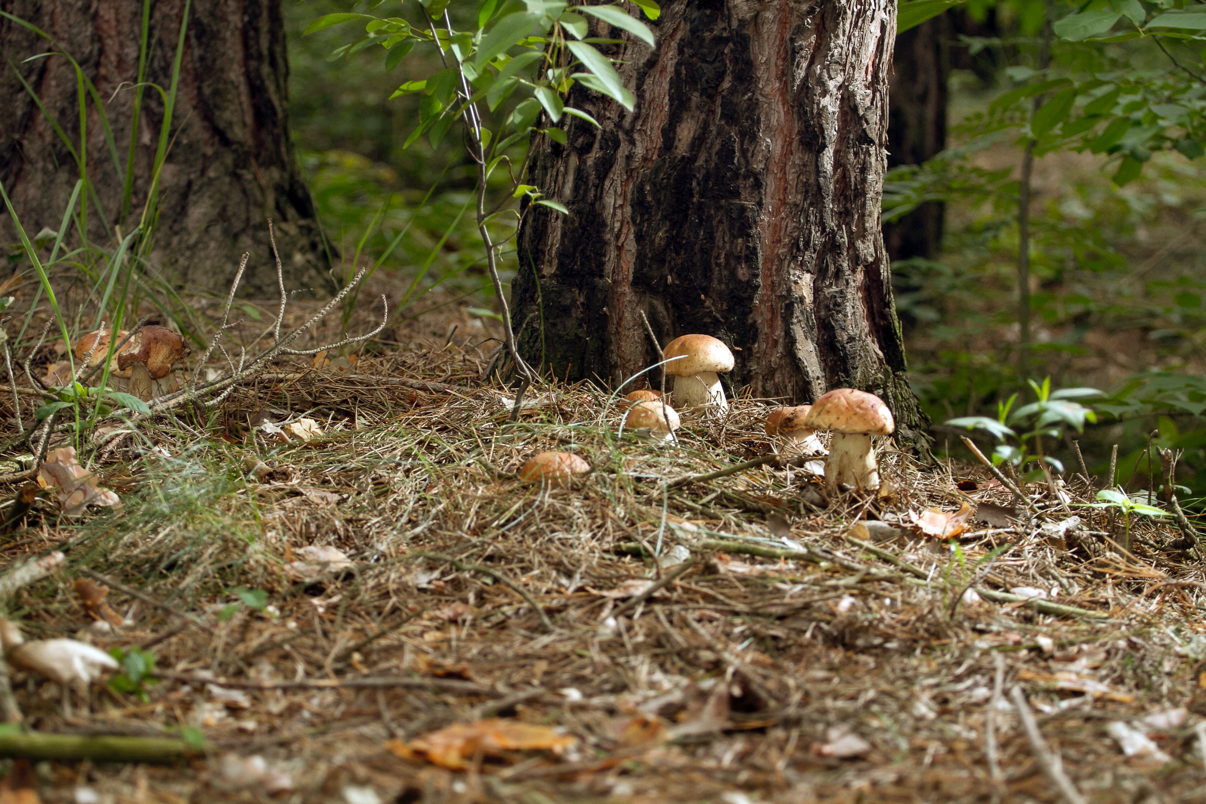 Mushrooms