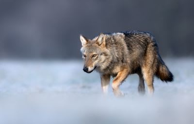 HHS Wolves in White Coats: What the Transgender Report Left Out cover image
