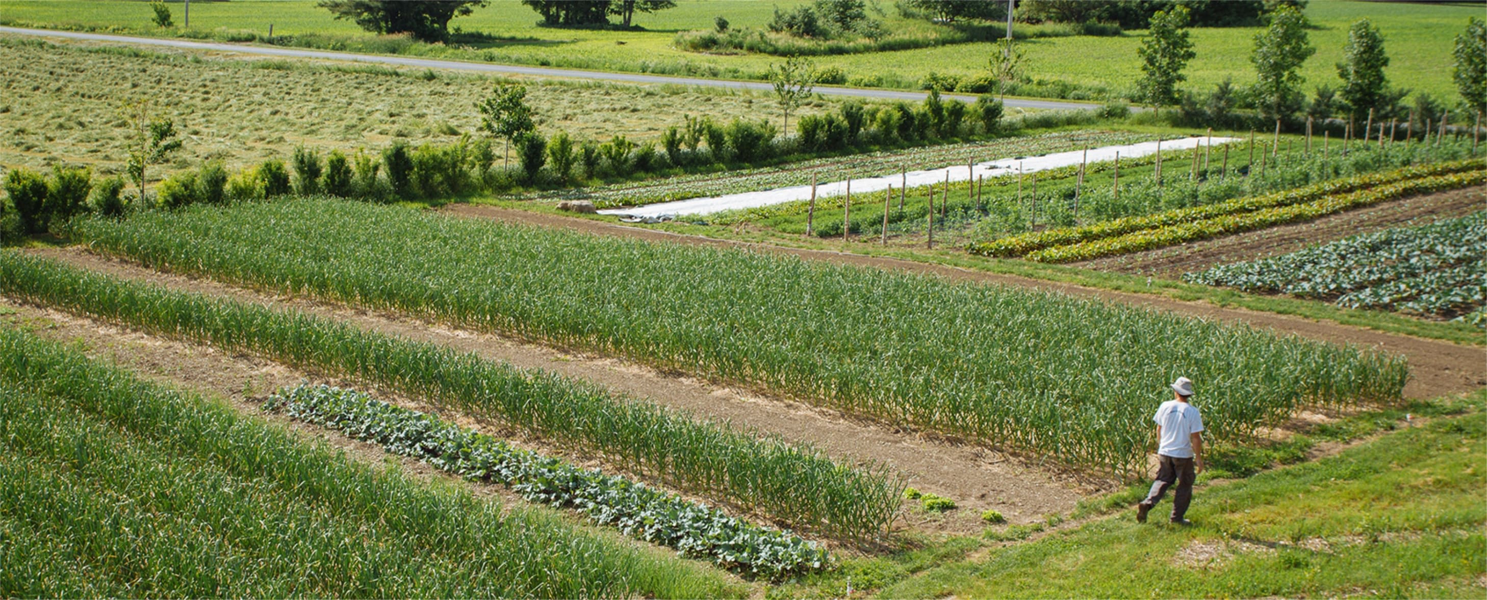 Korte keten tuinderij
