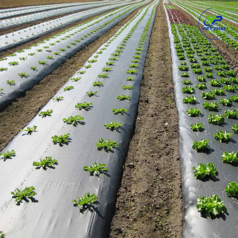 Mulch film helps improve soil conditions, creating an ideal environment for stable and sustainable crop growth.