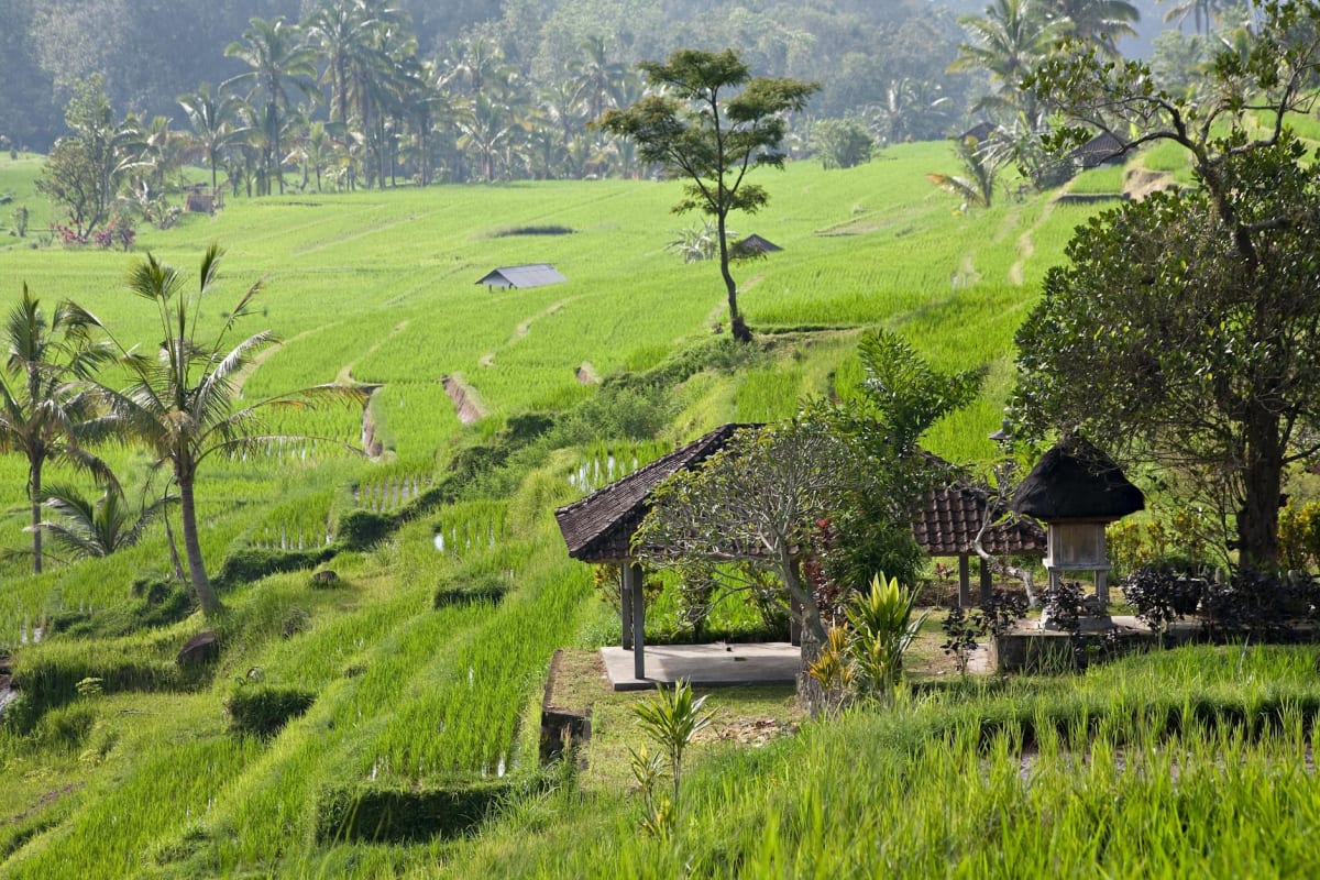 Balinese rice terraces meditation pavilion yoga platform