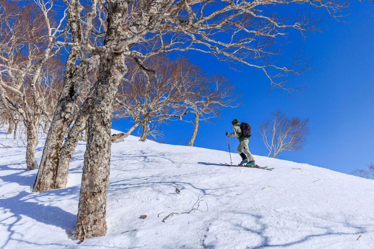 Japanese skier carving powder line through dense forest Nagano Prefecture backcountry