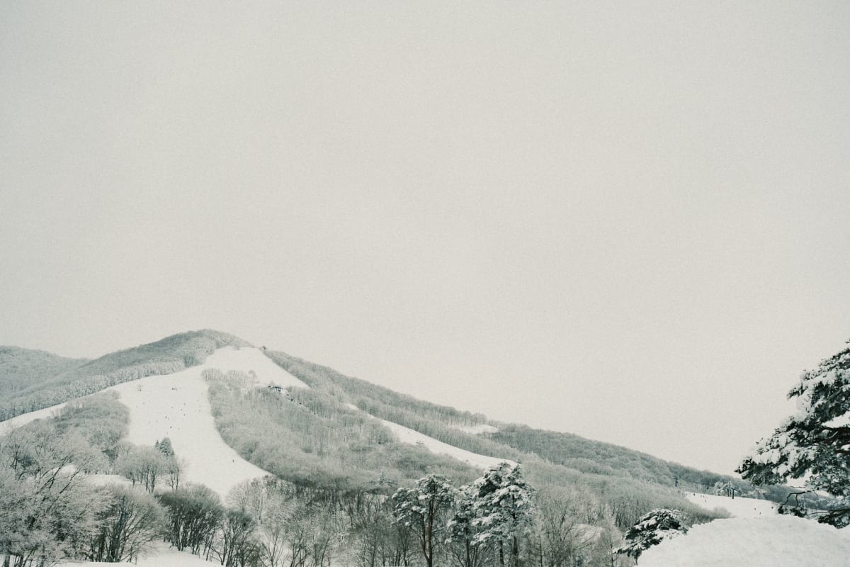 Skier standing at tree line bowl edge Madarao morning light fresh snow