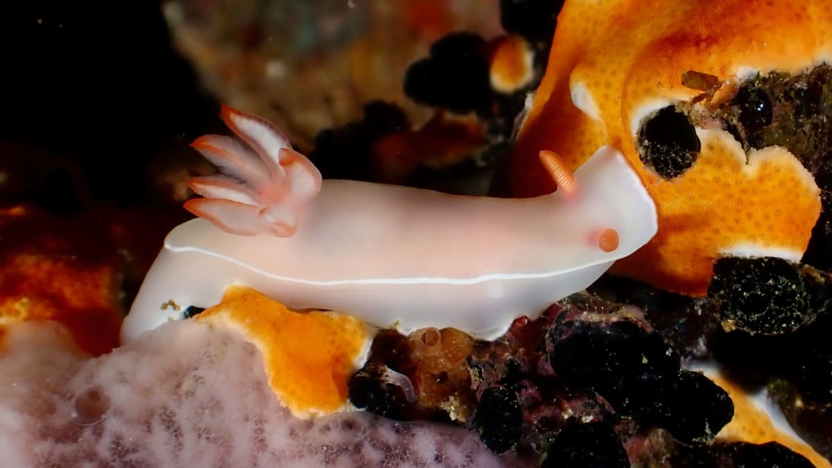 Bonaire house reef coral garden nudibranch macro shallow