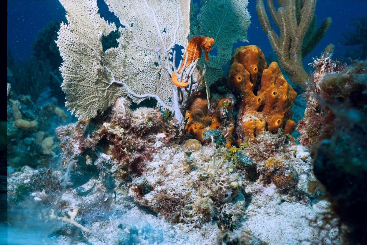Bonaire reef marine life seahorse garden shallow water