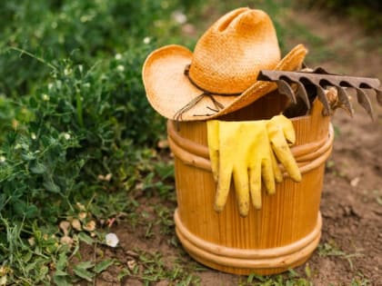 Защита урожая на 100%: вот зачем опытные дачники разбрасывают по огороду старые тряпки