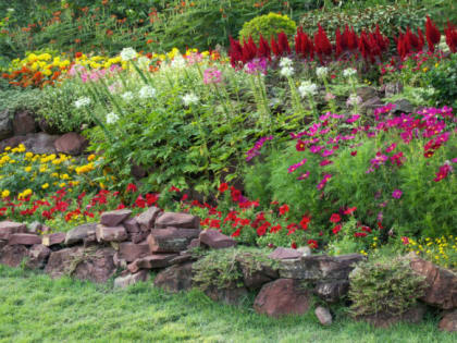 Посеяли и забыли — этот многолетник цветёт пышно даже без полива: самый неприхотливый