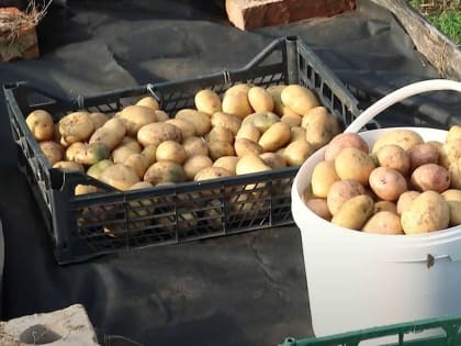 Процесс прорастания картофеля: факторы и рекомендации