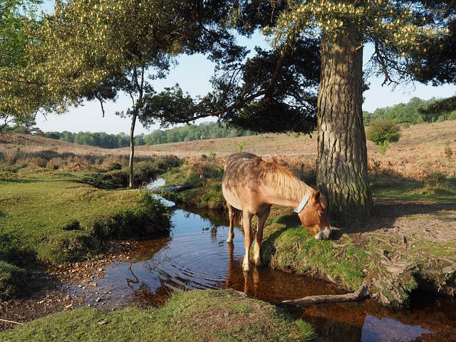 New Forest area served by CJB Building & Maintenance