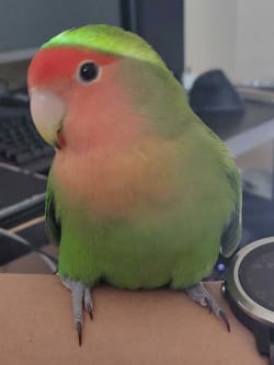 Manguito<span class="text-primary">Lovebirb<span>