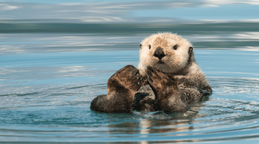 National Sea Life Centre Birmingham To Welcome Uk S First And Only Alaskan Sea Otters This March