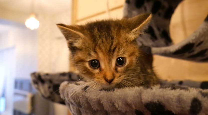 Feline coffee shop is just purr-fect...