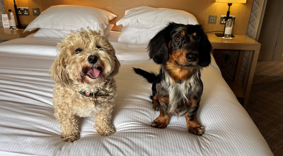 The Belfry Hotel & Resort welcome dog friendly stays
