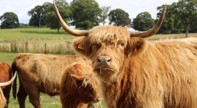 Free event Open Farm Sunday takes place at Oteley Estate