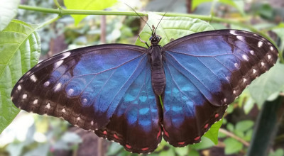 Watch the stunning ‘Blue Morpho’ take flight this Christmas!