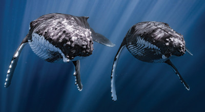 Ocean Photographer Of The Year 