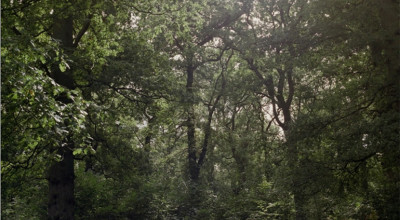 Claire Hewitt: Everything In The Forest Is The Forest