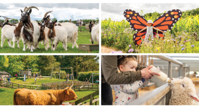 Dive into a Summer of Farm Park Fun