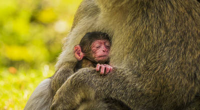 Four Barbary macaques born at Trentham Monkey Forest
