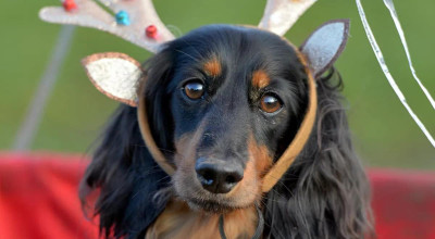 Alderford Lake's Dachshund Extravaganza returns this Christmas