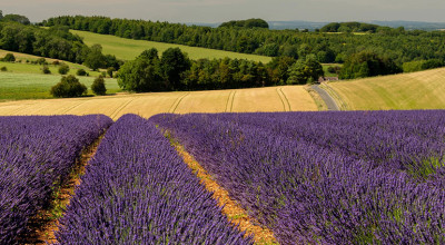 Cotswold Lavender is now open for summer 