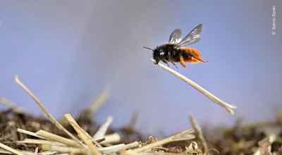 Wildlife Photographer of the Year exhibition heads to Coventry