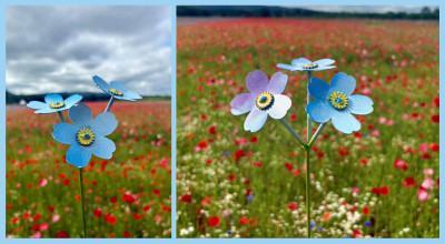 Forget-me-not Celebration Garden