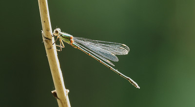 Exciting rare species confirmed at the Shropshire Hills Discovery Centre’s Onny Meadows