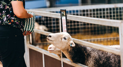 Lambing Festival returns to Park Hall Countryside Experience this half term
