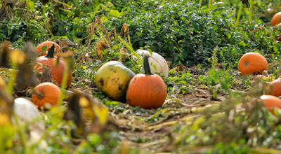 PYO Pumpkins at Lower Drayton Farm