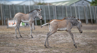 Duo of rare zebra foals born at West Midlands Safari Park