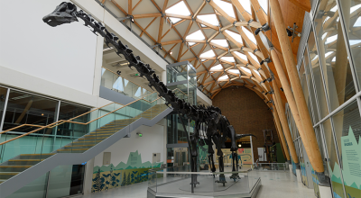 Dippy extends Coventry stay until 2027