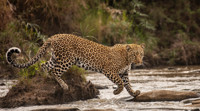 Wildlife Photographer Of The Year 