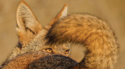 Wildlife Photographer Of The Year Exhibition 