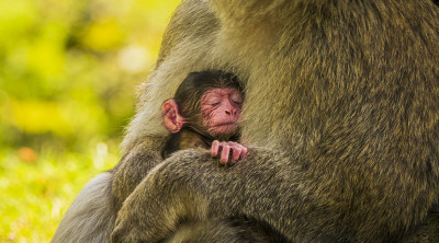 Four Barbary macaques born at Trentham Monkey Forest